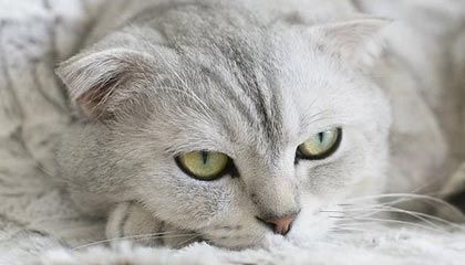 开云体育_ 分析NBA球队的防守策略：成功的关键是什么？，nba防守阵型