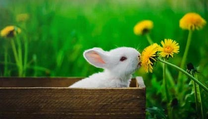 开云体育_ 凯尔特人战术的变化：从防守到进攻的转型，凯尔特人战术体系