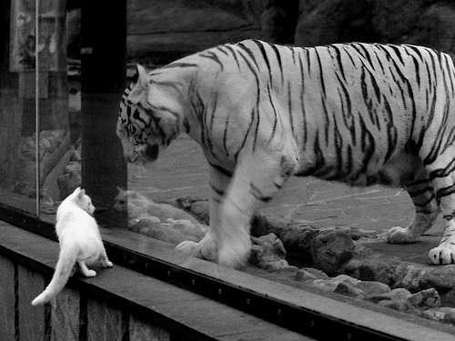 _吸引青少年的网球赛事：新颖的比赛形式_，青少年网球比赛规则