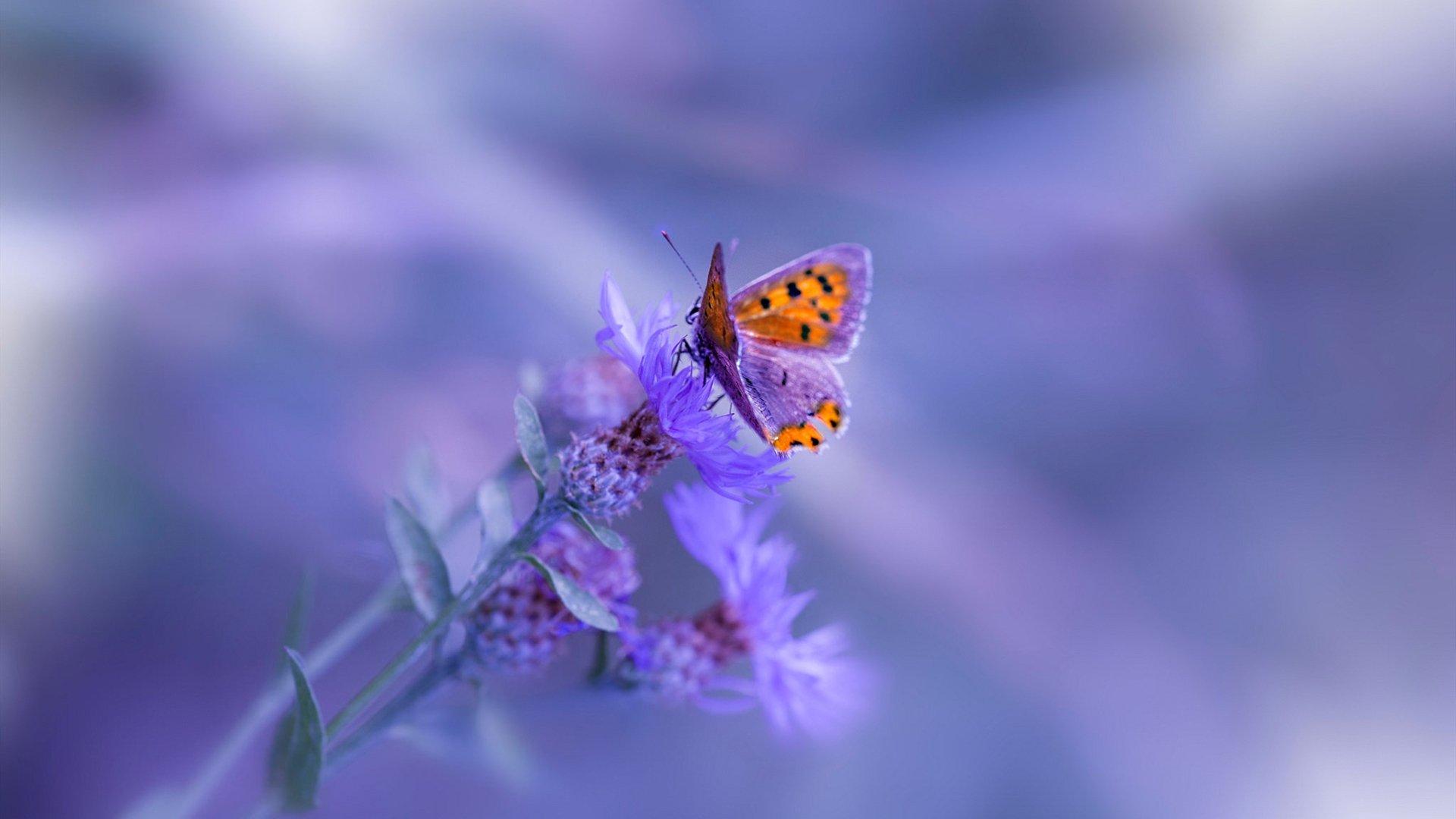 _哈登无解表现,助力76人再下一城_,哈登愿被交易到76人