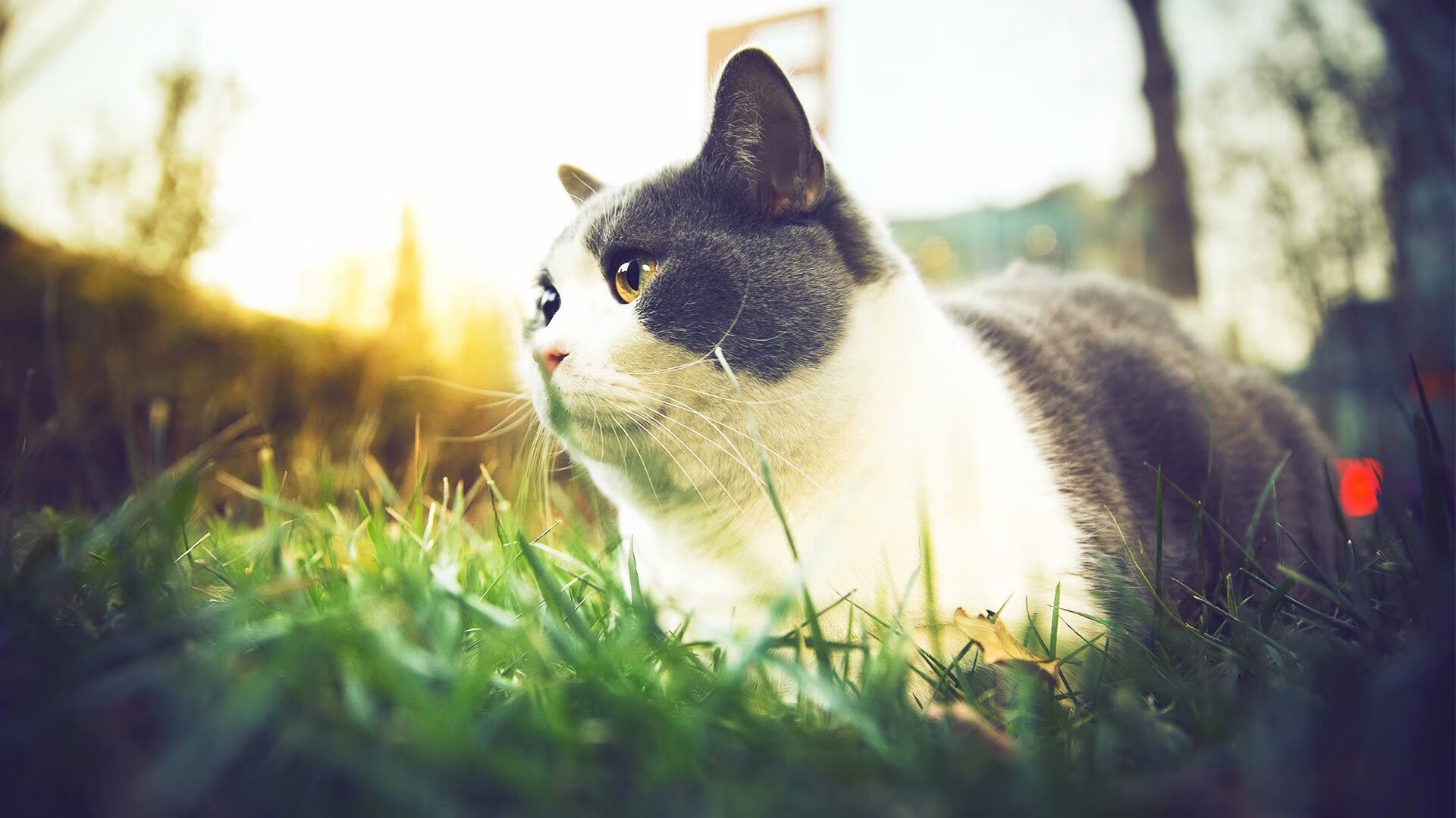 【马克·塞尔比】坚不可摧的防守体系，学习他的比赛战术，马克塞尔比训练