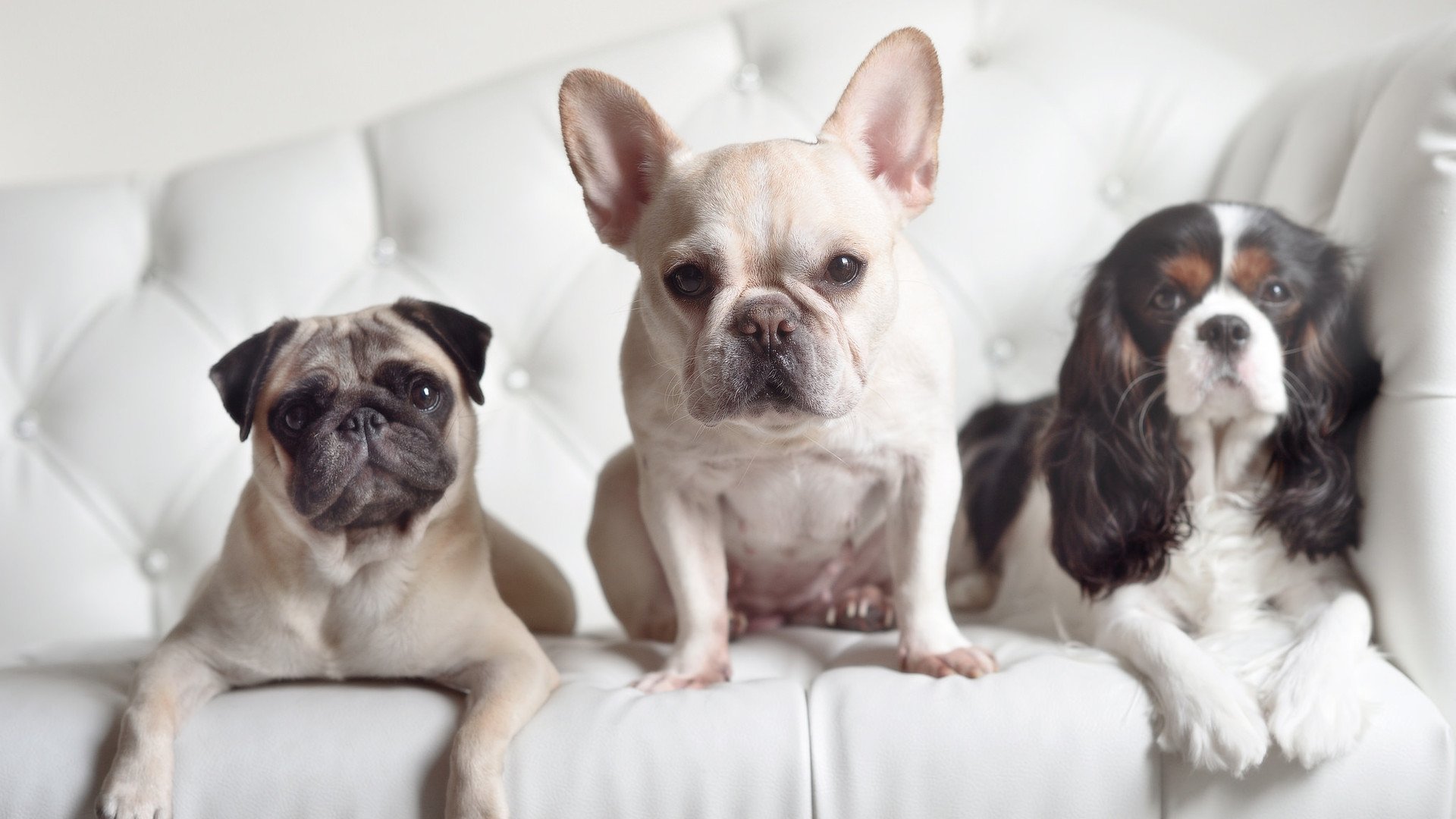 意甲经典战：那不勒斯逆转米兰双雄，激烈程度令人震撼，意甲第二轮那不勒斯对ac米兰