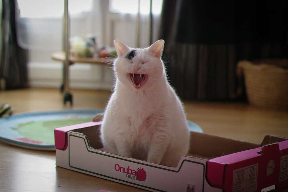 法甲比赛，比分1-0，胜负悬念一直到最后一刻，关键数据：射门转化率高达50%