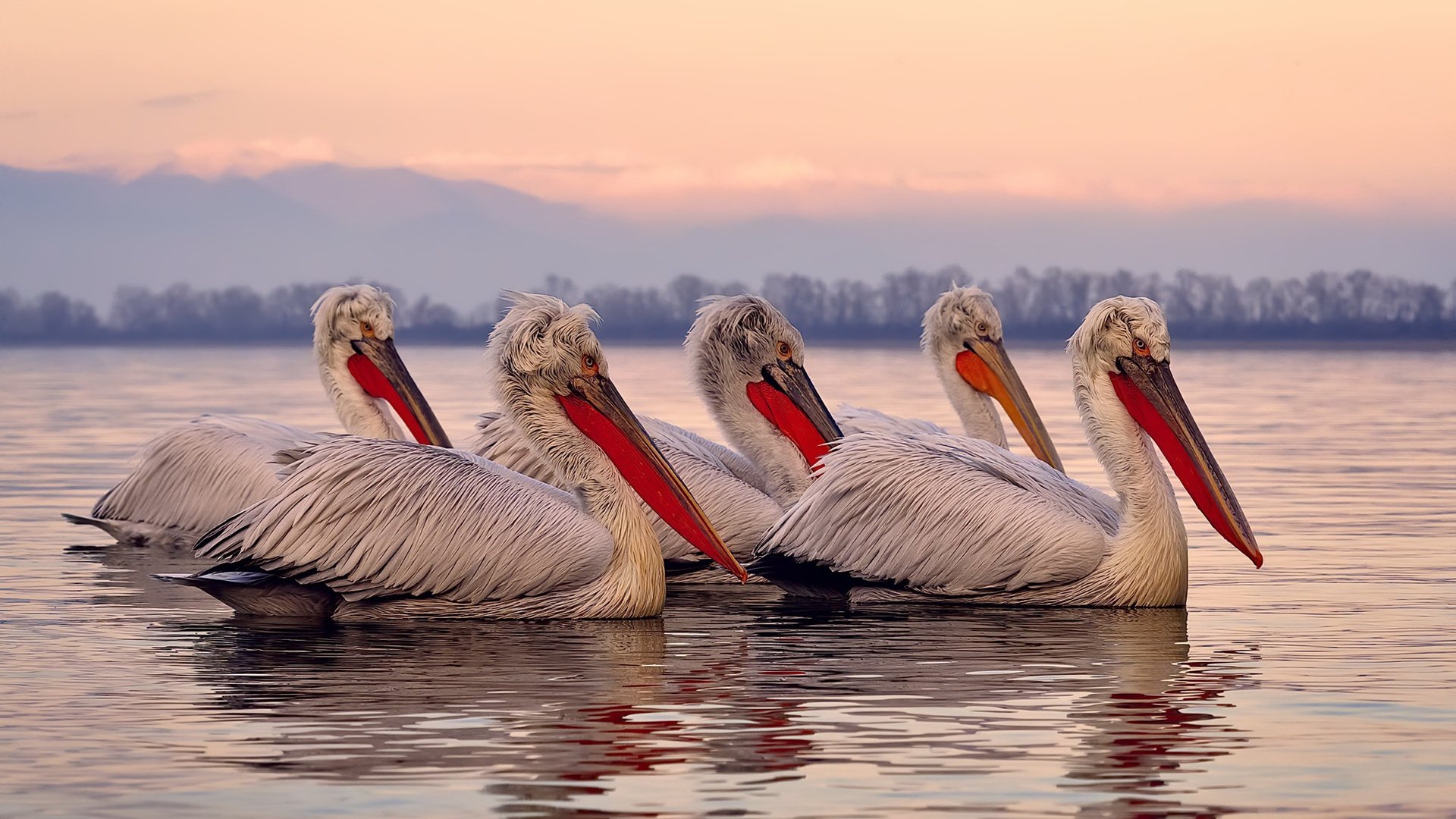 法甲深耕青训体系，未来潜力无限，法甲青训排名