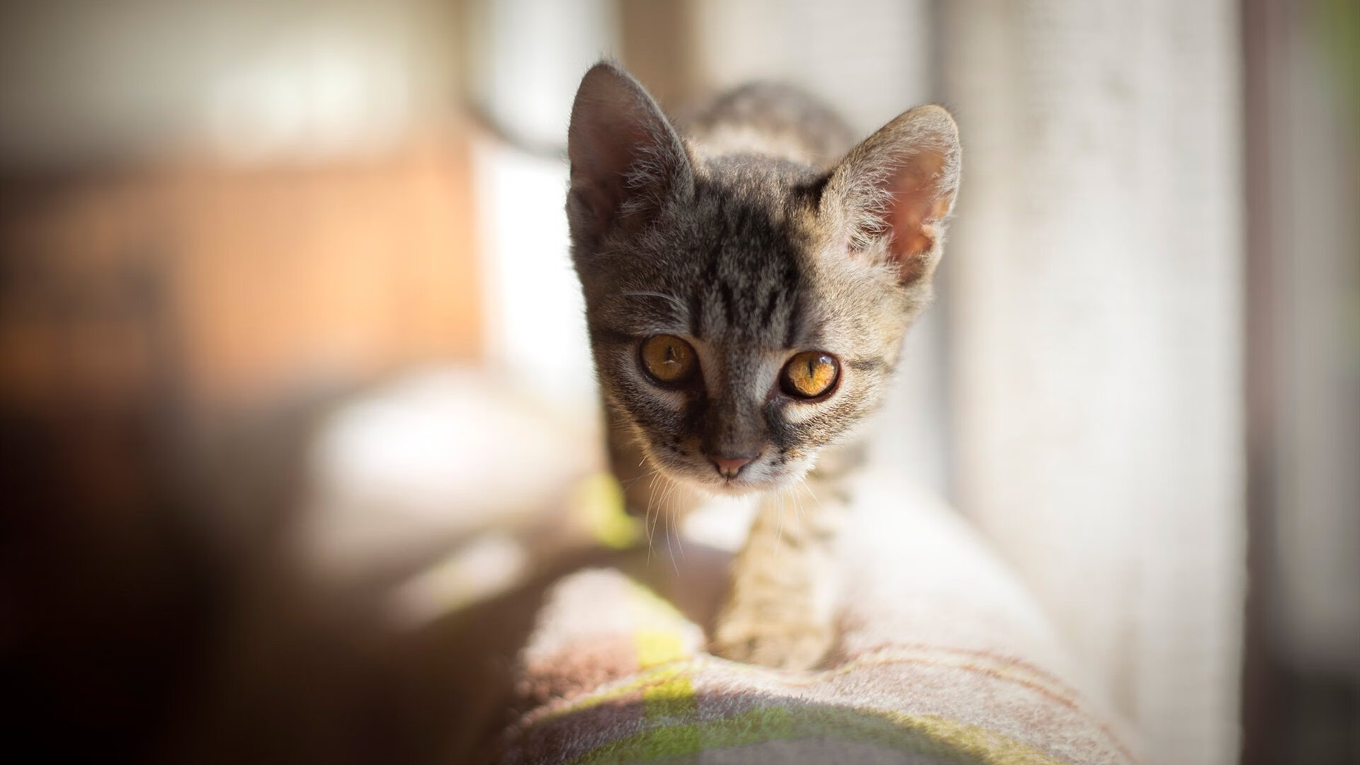 篮球明星公益慈善活动影响力扩大,篮球公益营销策划方案