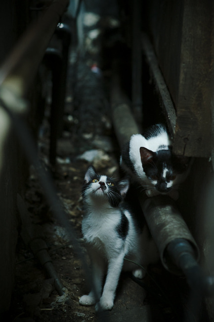 英格兰骑手汤姆·麦克尤恩携手“London 52”勇夺巴黎奥运会三项赛金牌，感动全场。