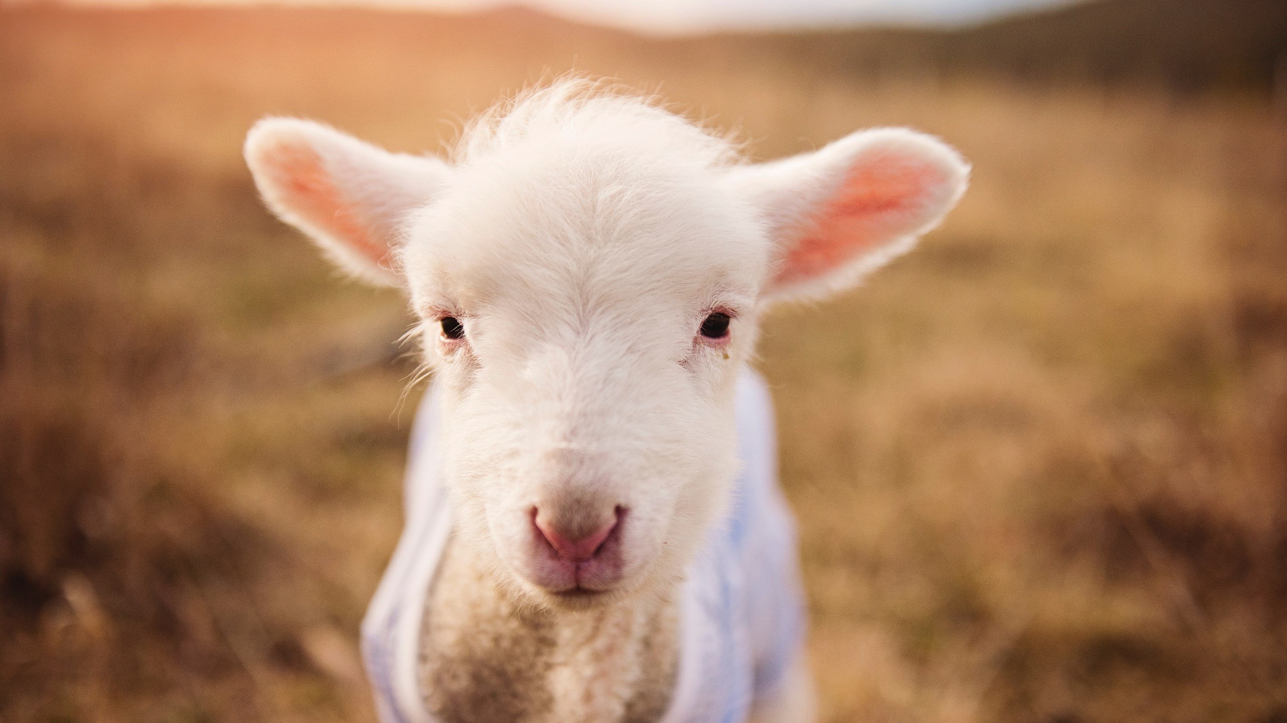 赛事期间的观众礼仪指南,赛场观众席