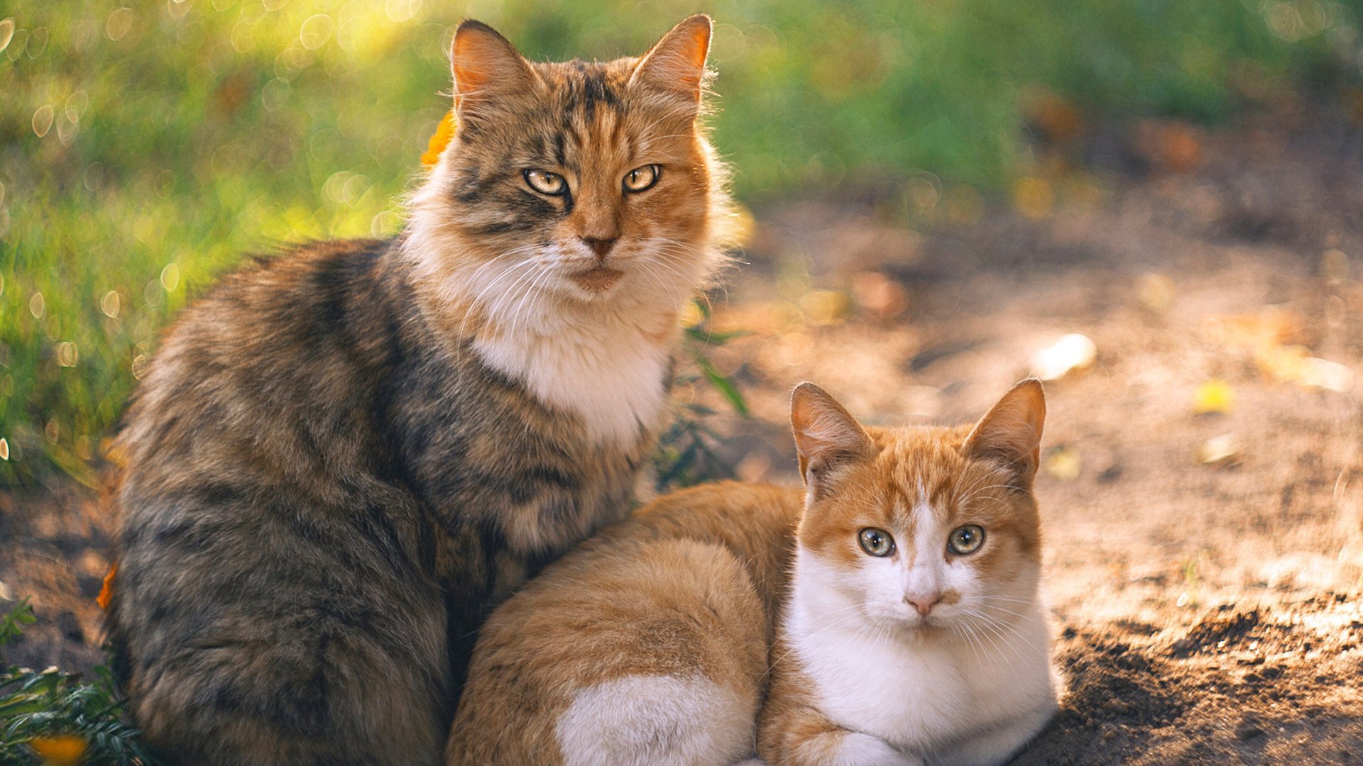 赛事期间的运气与实力之关系，赛事期间的运气与实力之关系是什么