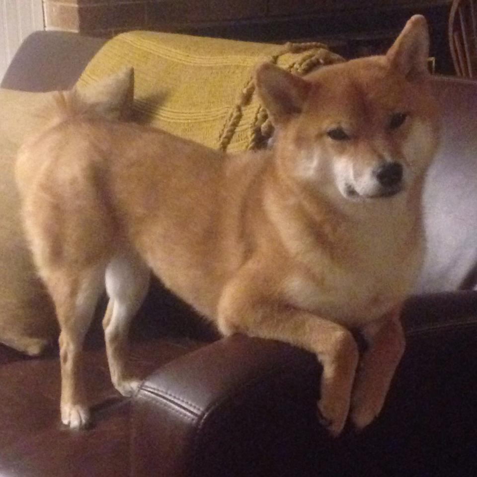 青少年裁判员“线上+实战”双轨培训体系在行业中全面展开,裁判证培训