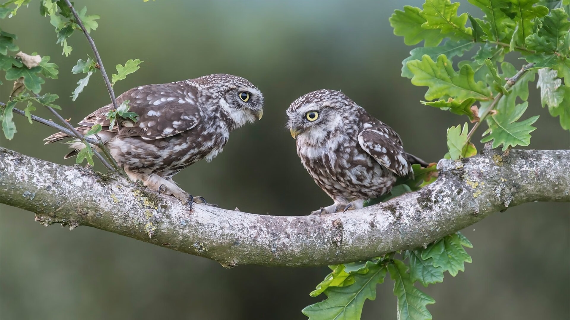伊朗男足在巴黎奥运会上表现出色,晋级四强,伊朗男子足球队