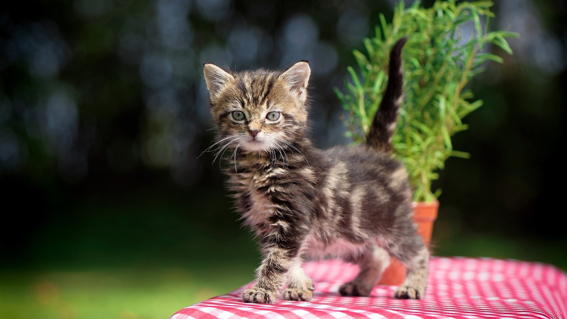 拼尽全力:球员奋力拼搏,孜孜不倦追求胜利,拼尽全力!