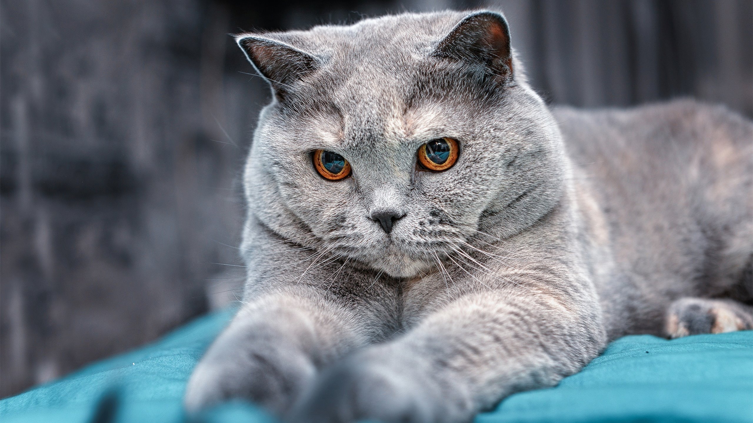 步行者主场惨败老鹰，辛甕格维砍下分，辛格百科