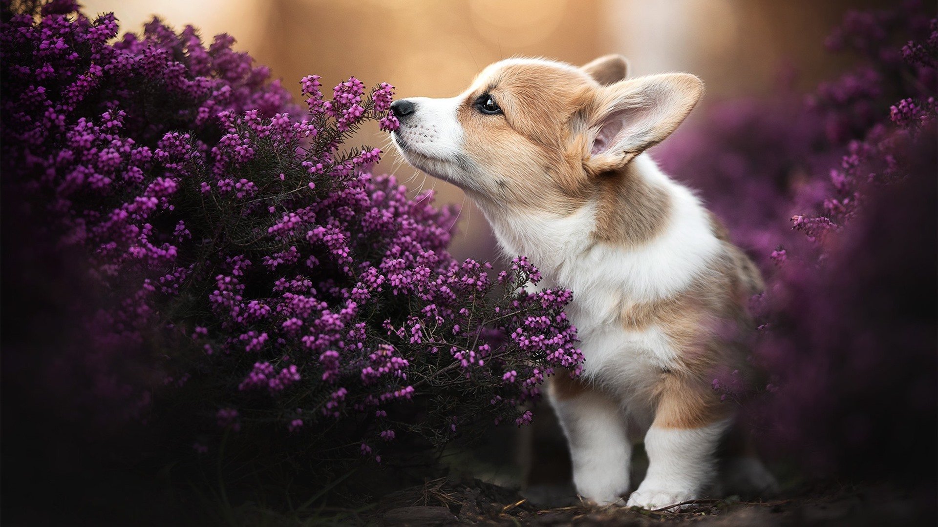 法甲球队利用大数据提升边路突破成功率,21-22赛季法甲用球