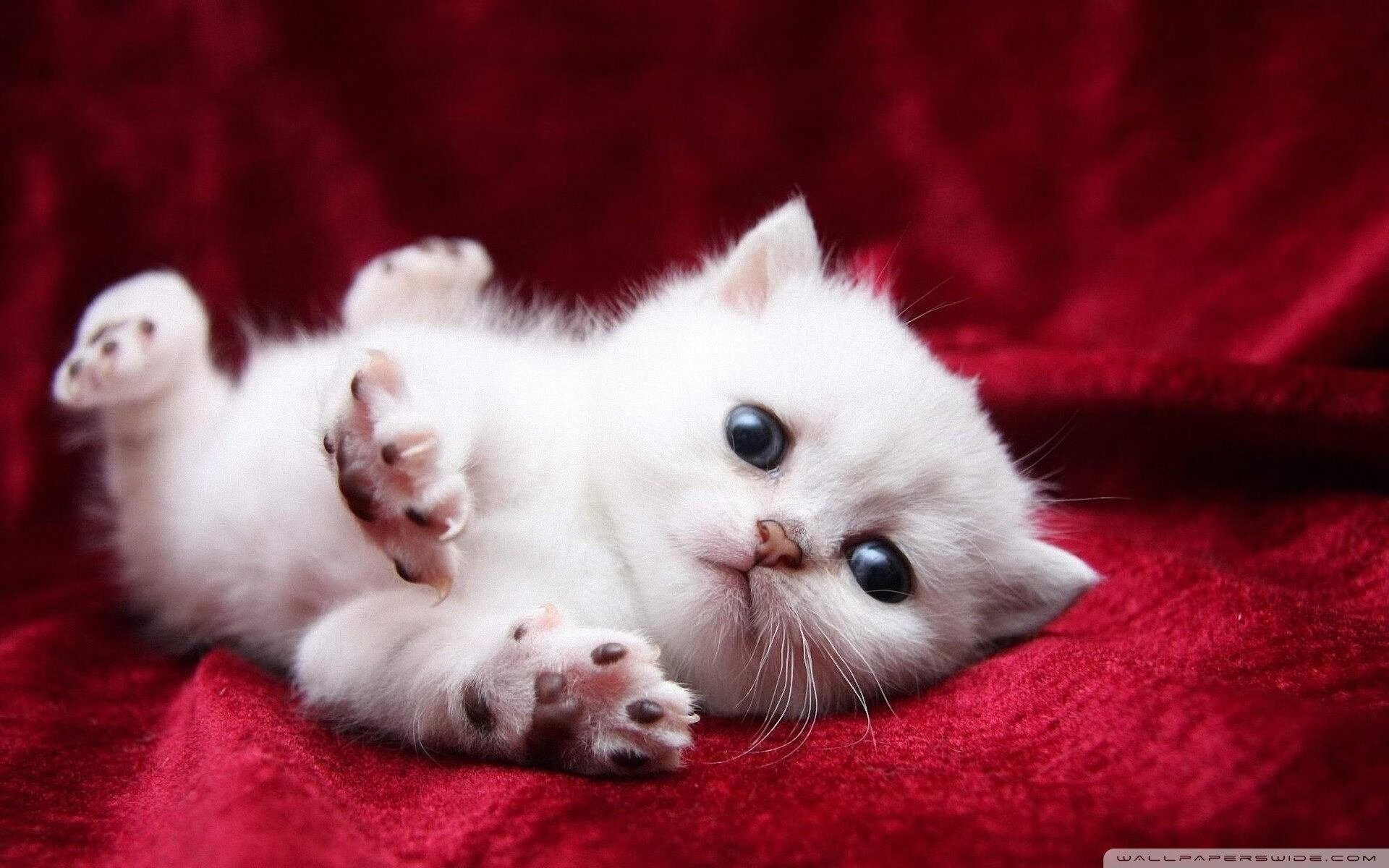 中国香港队如何在国际乒联混合团体世界杯中磨练整体实力，香港 乒乓球队