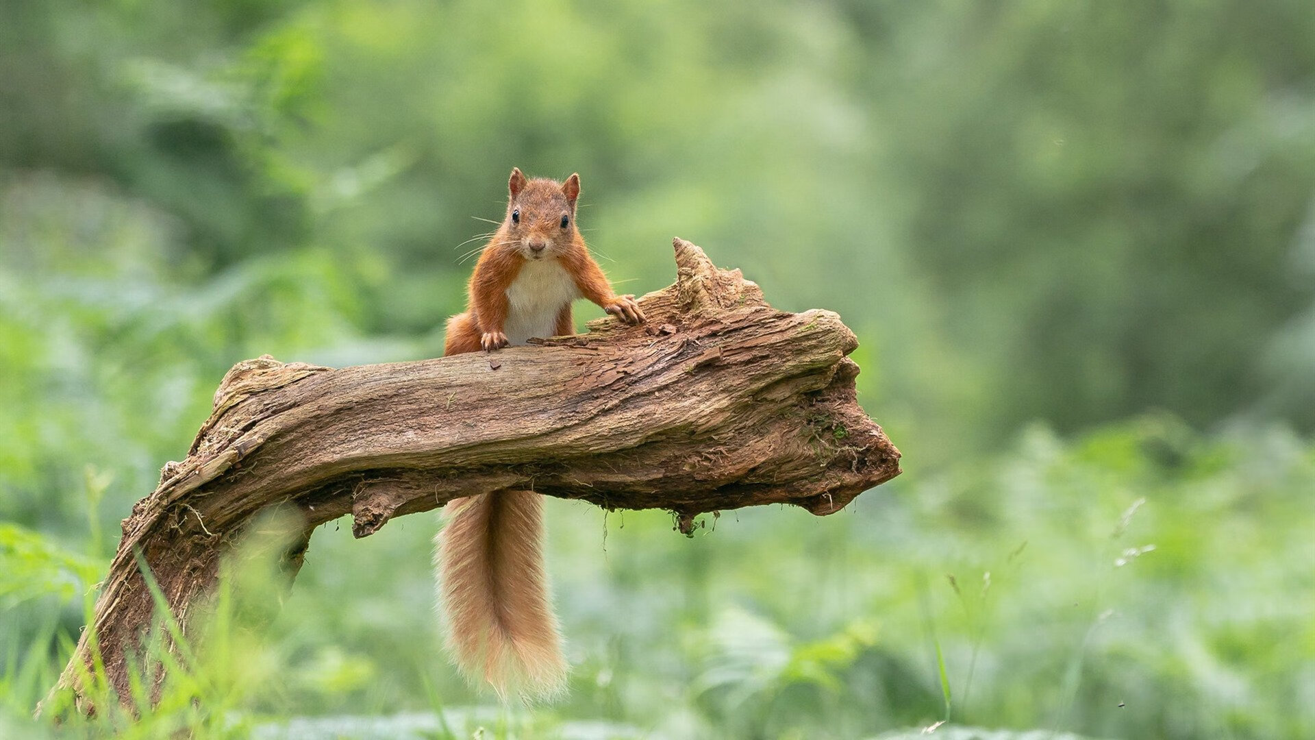 亚洲杯中国女足战败 球迷呼吁重视后防建设，中国女足冲出亚洲了嘛