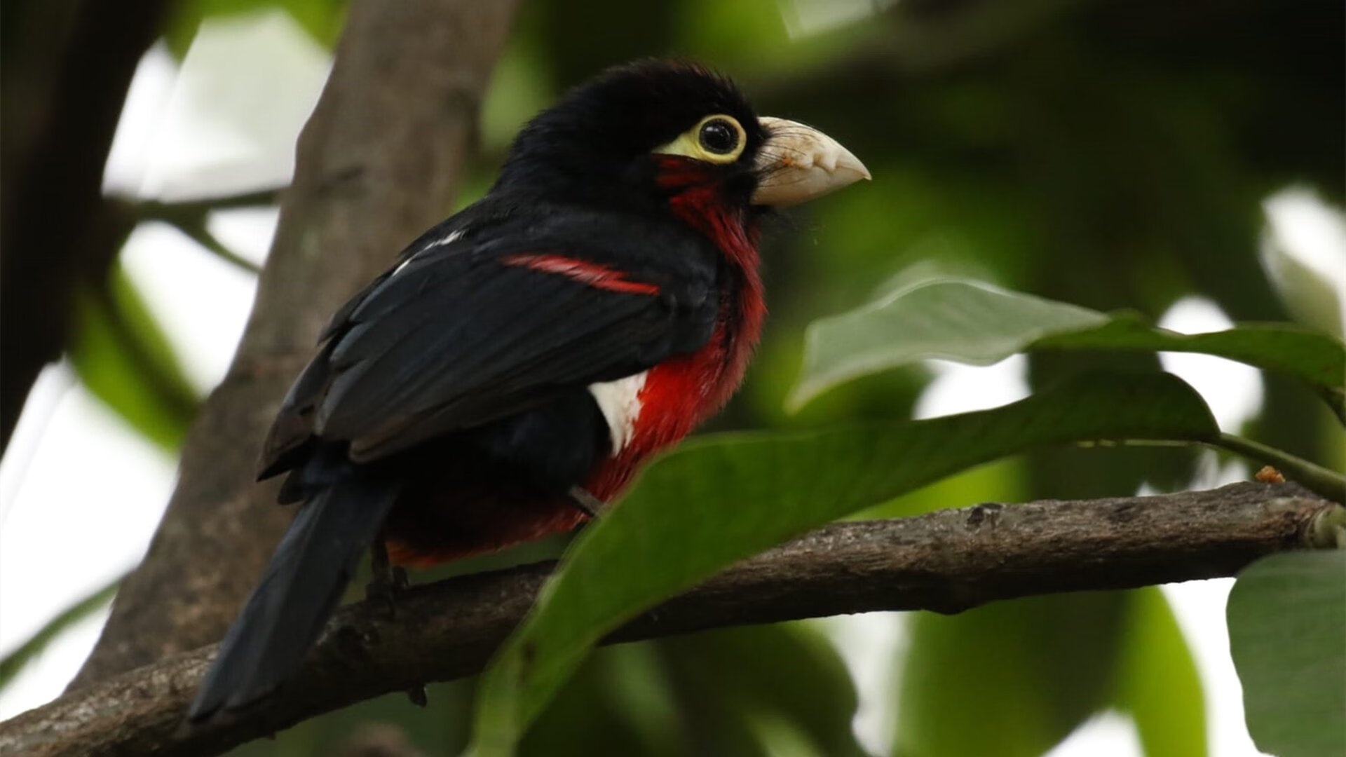 比利时男篮在欧洲预赛中坚持到底，冲击未来奥运荣耀，比利时男子篮球队