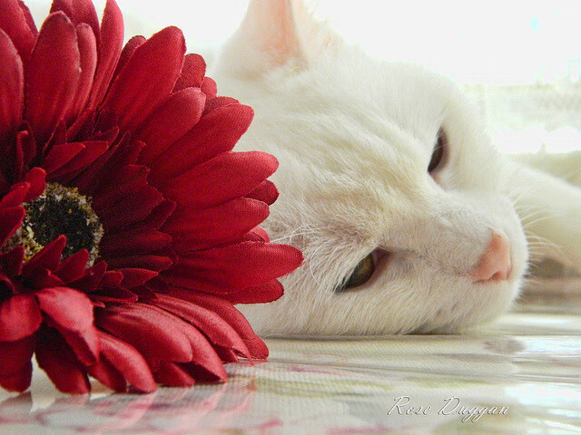 澳洲队以实力回应所有质疑，澳洲联赛什么时候恢复