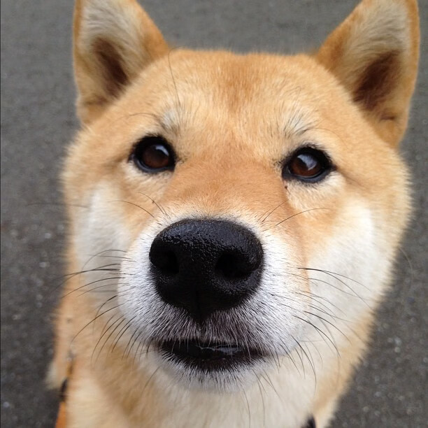 羽毛球战术创新激发国际比赛竞争力,羽毛球比赛战术分析