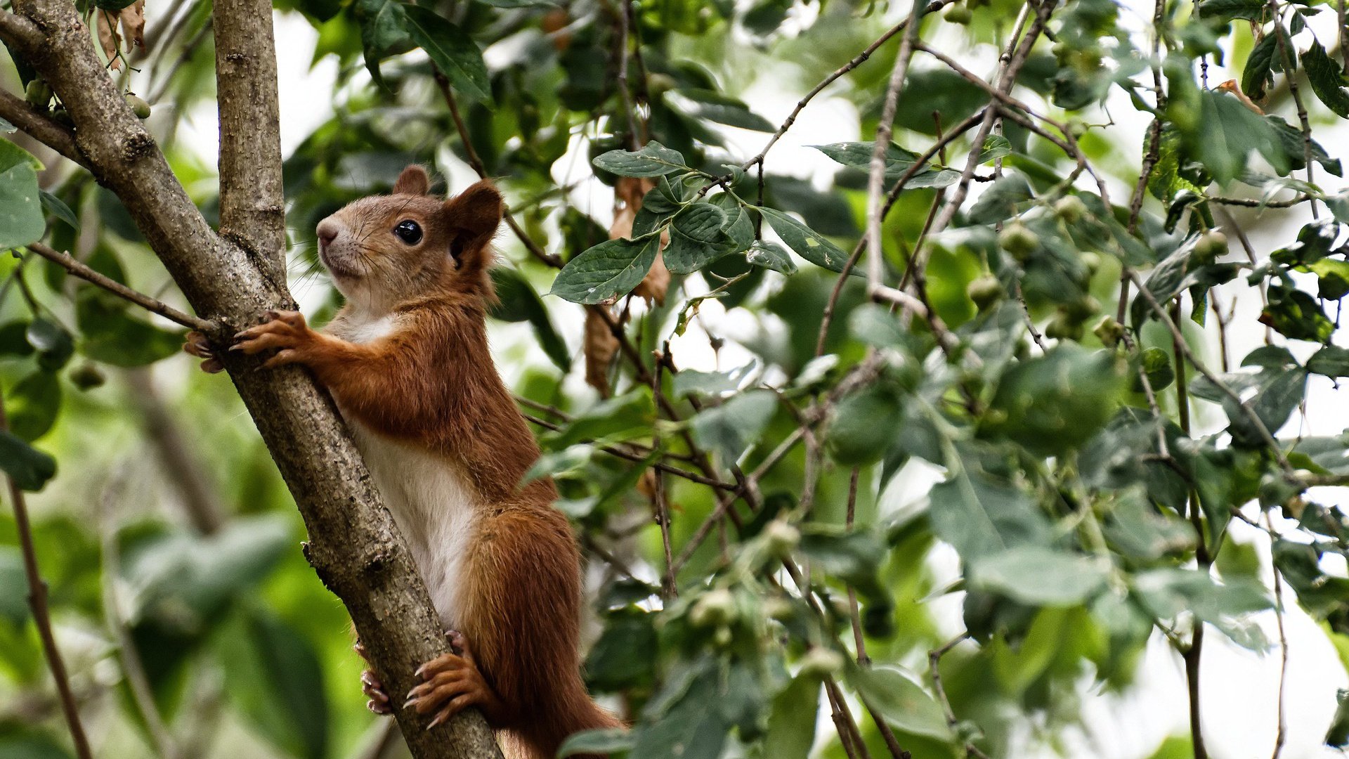 英超球星对决：技巧与身体的极限较量，英超身体对抗最好的球员
