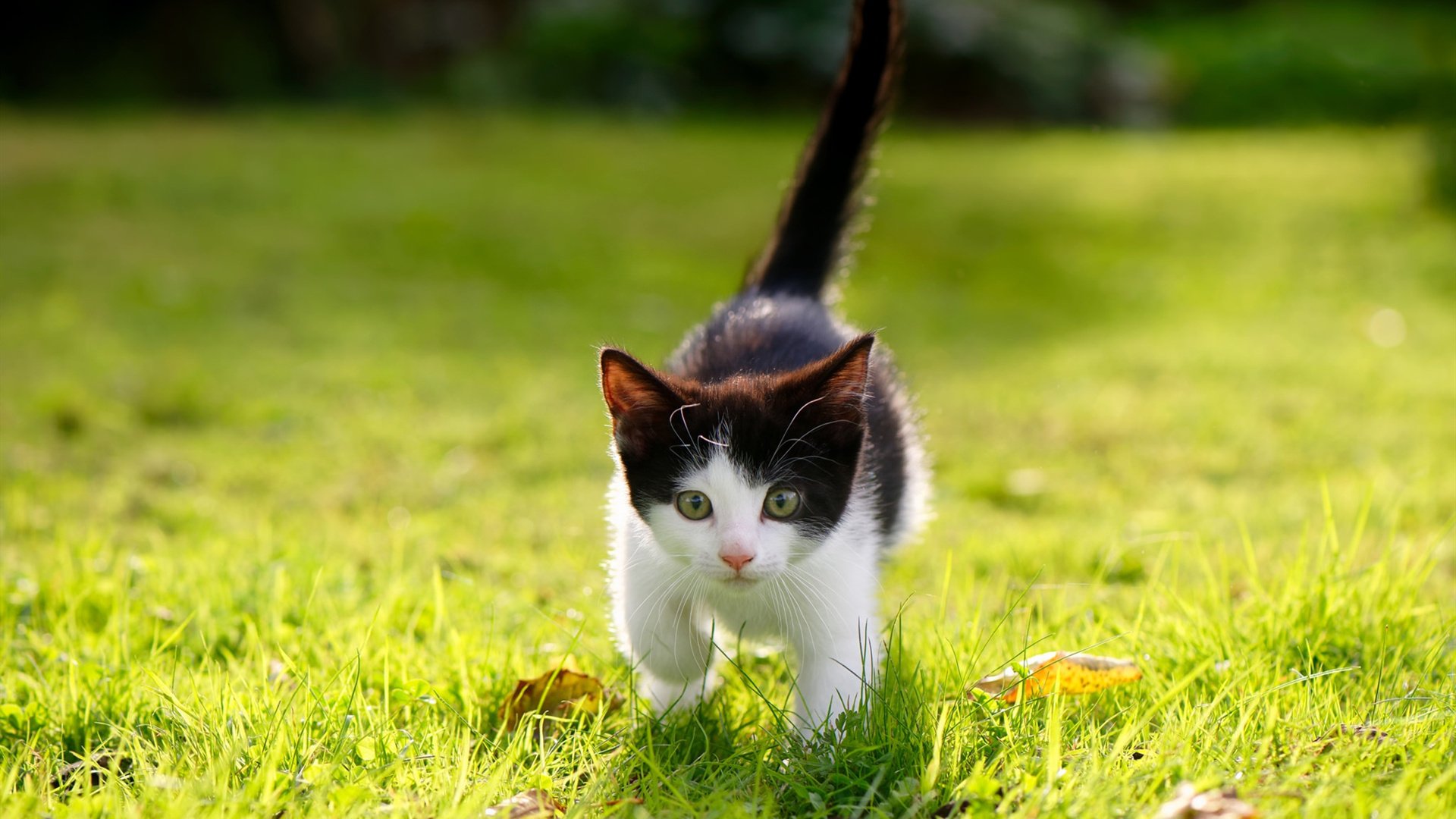 蝶泳赛道见证中意选手高光时刻,蝶泳比赛2020